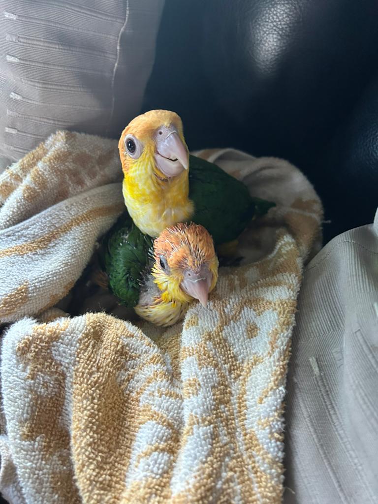 Caique manuelle en acier inoxydable, Animaux & Accessoires, Sexe inconnu, Perroquet, Parleur