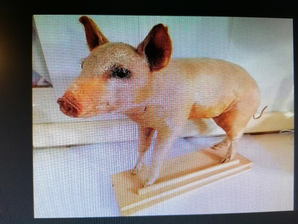 Taxidermy, Verzamelen, Dierenverzamelingen, Verzenden, Zo goed als nieuw, Overige soorten, Opgezet dier