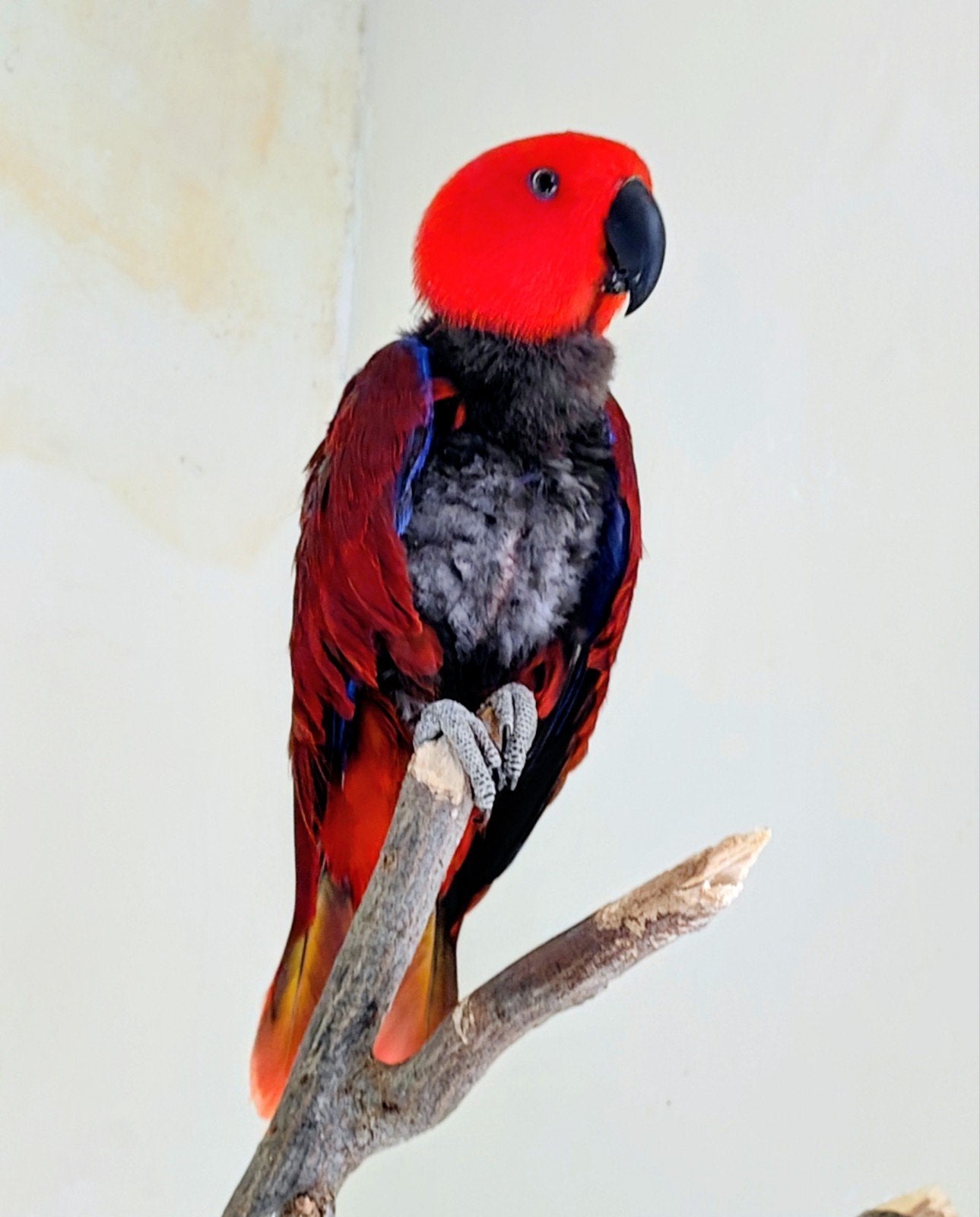 perroquet eclectus, Animaux & Accessoires, Perroquet