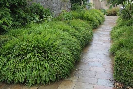 Hakonechloa macra, Ophalen, Halfschaduw