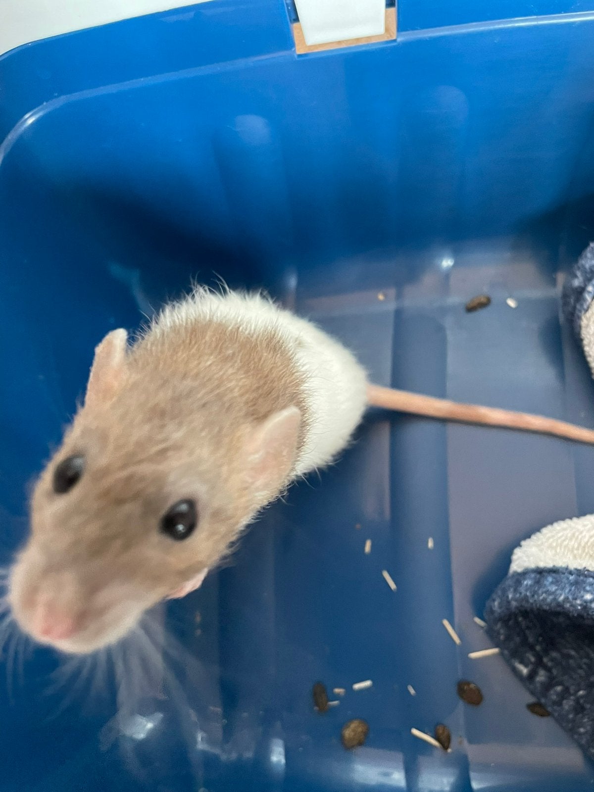 Te koop 3 mooie vrouwtjes dumbo ratjes van oktober 2025, Vrouwelijk, Klein, 0 tot 2 jaar