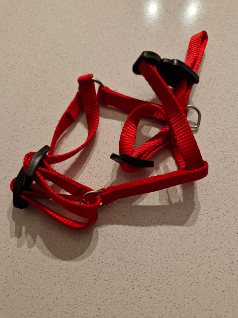 Hondentuigje,klein hondje,puppy, Enlèvement