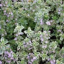 Thymus silver Queen, Tuin en Terras, Ophalen, Halfschaduw