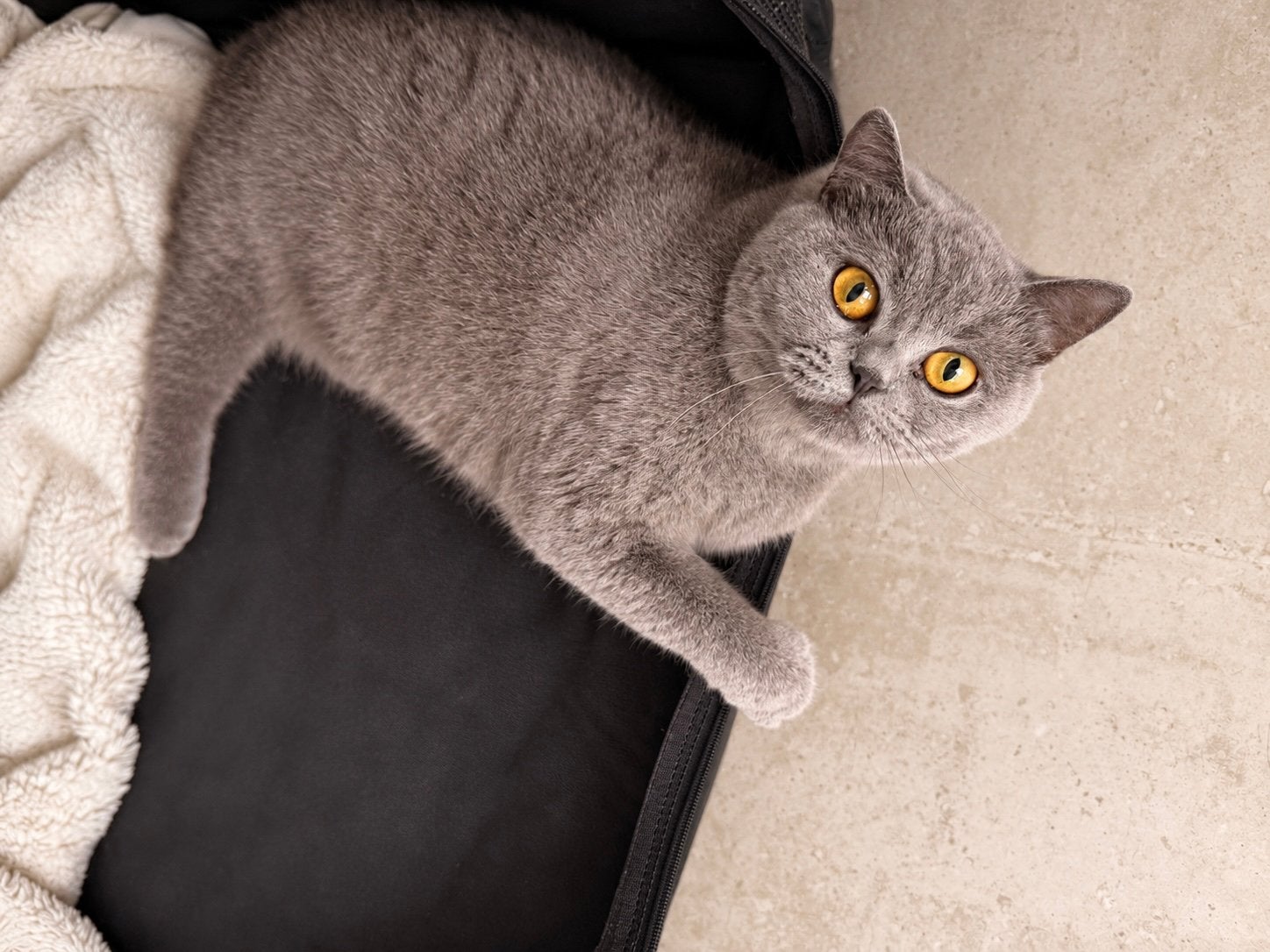 Brits Korthaar poes met stamboom, Dieren en Toebehoren, Poes, Met stamboom, 0 tot 2 jaar