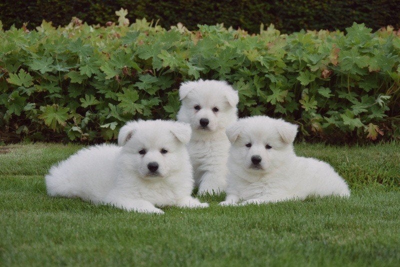 Langharige Zwitserse Witte Herder pups, Plusieurs, Hépatite contagieuse (maladie de Rubarth), Belgique, Berger