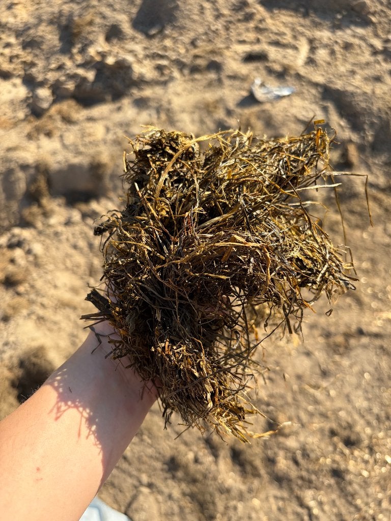 Gras en maiskuil te koop, Dieren en Toebehoren, Ophalen, Vee