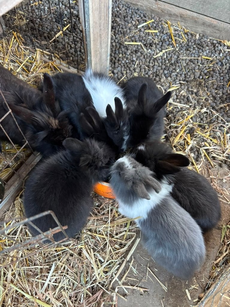 3 leeuwenkop dwergkonijntjes, Mannelijk, Dwerg, 0 tot 2 jaar