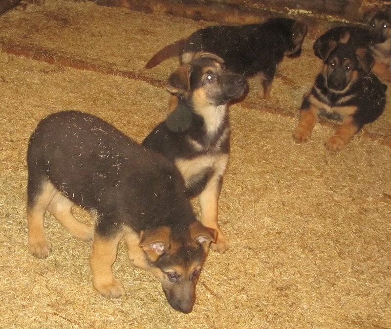 Duitse herderpups, Maladie de Carré (chiens), 8 à 15 semaines, Plusieurs, Éleveur | Loisir