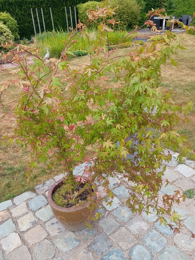 Japanse esdoorn, Ophalen, In pot, 100 tot 250 cm