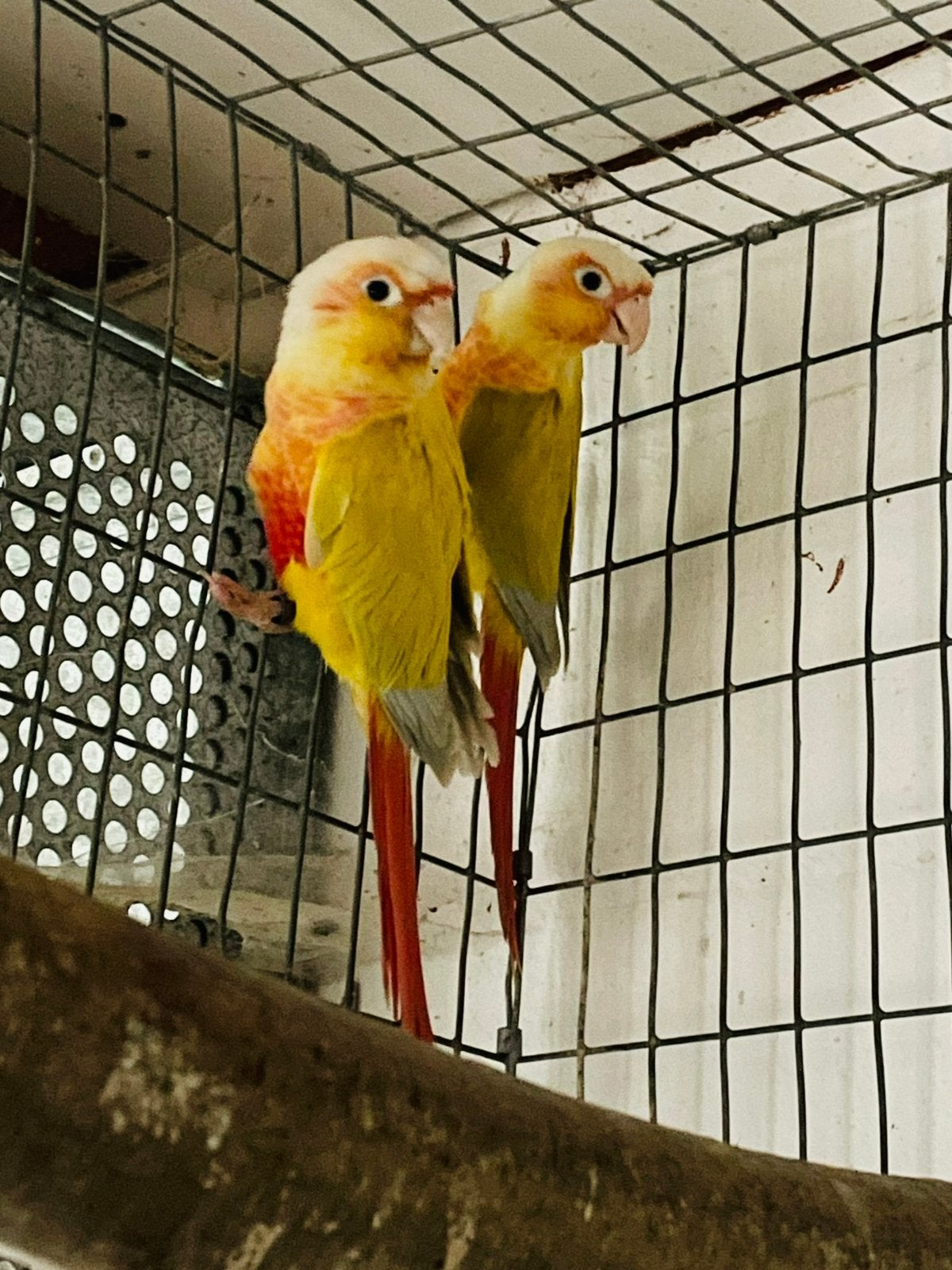 Pyrrhuras, Meerdere dieren, Parkiet, Geringd