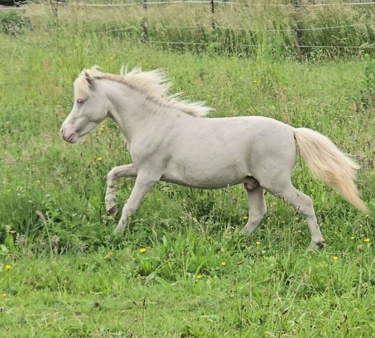 2 mini-chevaux super gentils et spéciaux, Étalon, Vermifugé