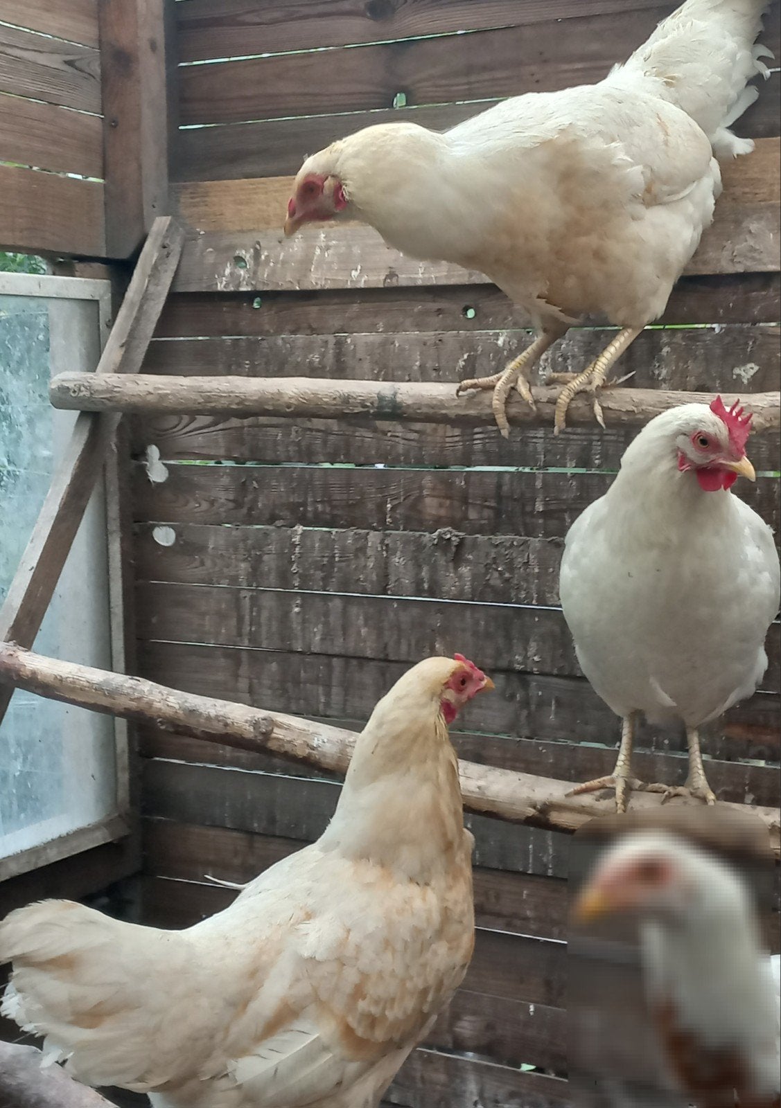 Poule pondeuse, Animaux & Accessoires, Volatiles, Femelle, Poule ou poulet