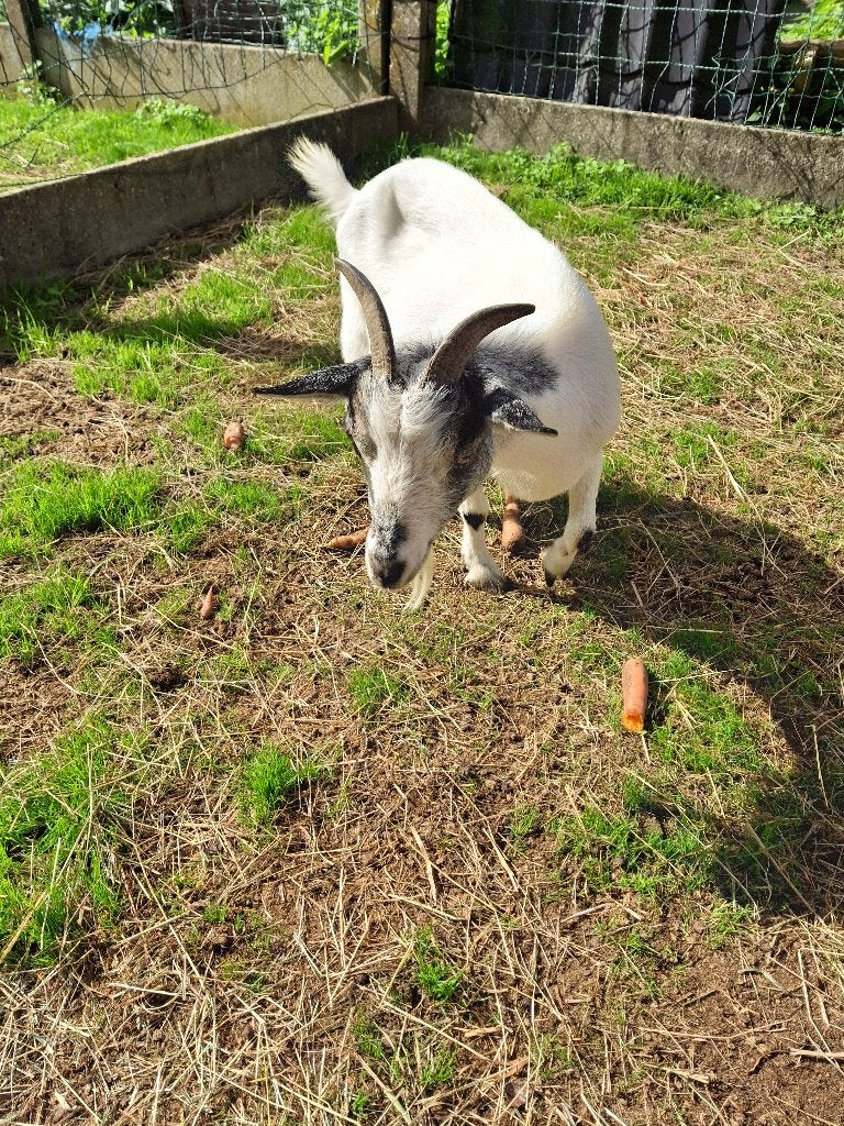 Handtam geitje, Dieren en Toebehoren, Vrouwelijk, Geit