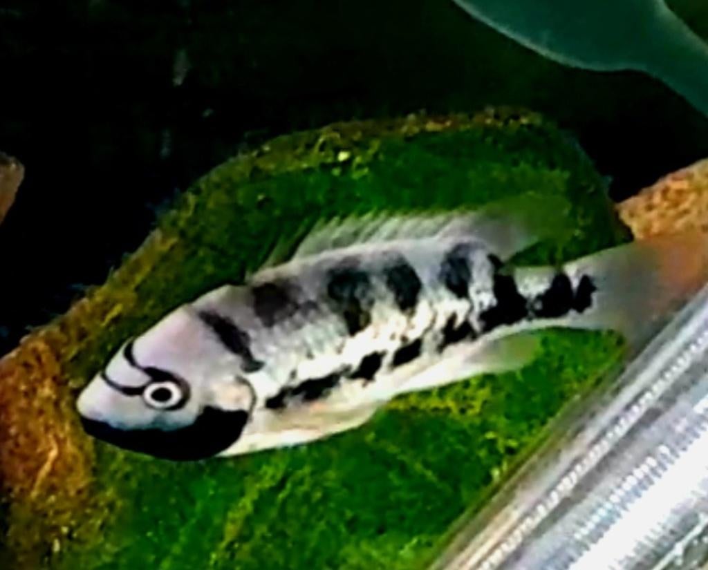 Bandiet cichliden, Poisson, Poisson d'eau douce
