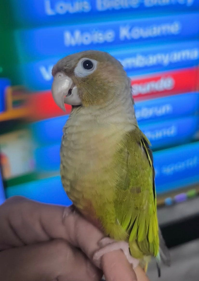 Conure Pyrrhura molinea  EAM bagué année 2025, Perroquet, Bagué