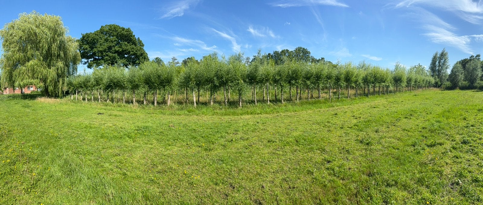 knotwilgen (Salix alba)