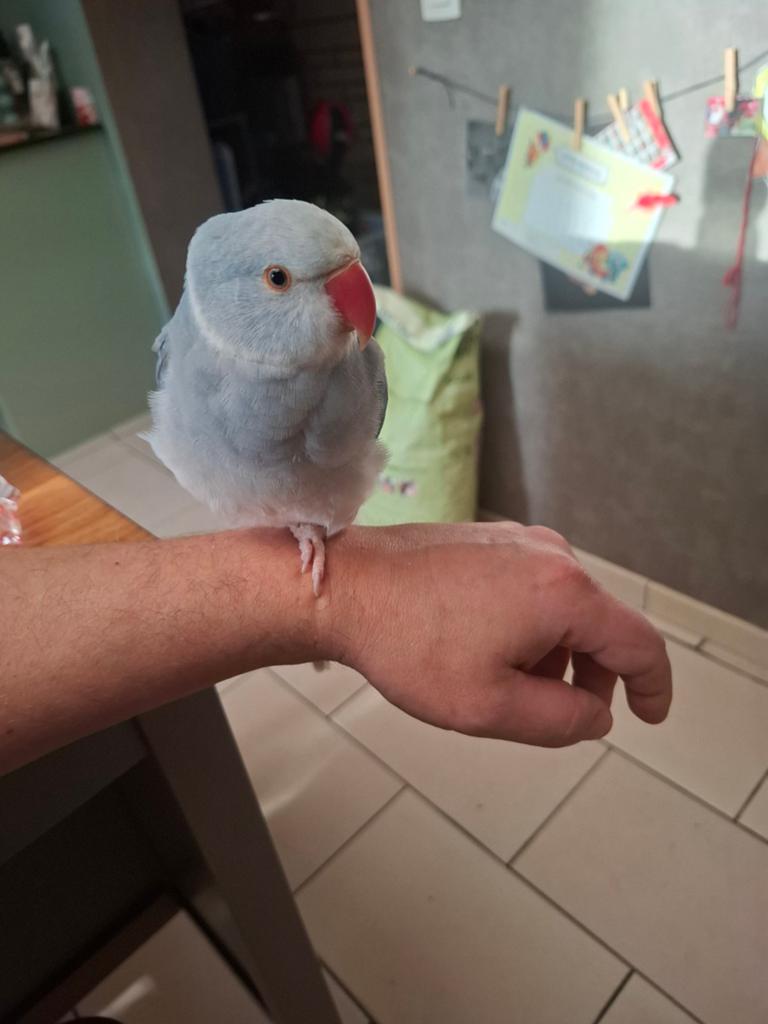 Halsbandparkiet