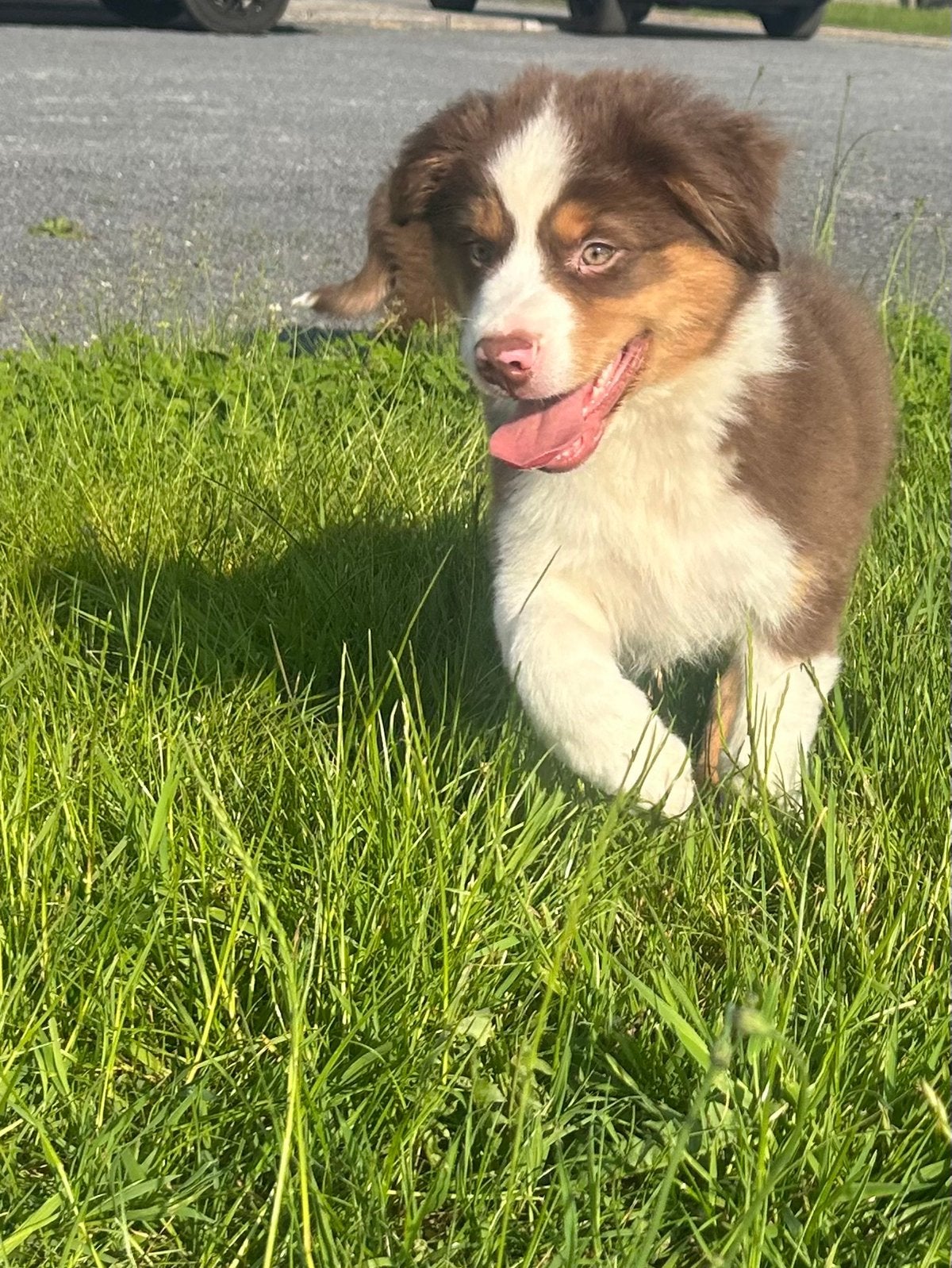 Mini aussie reu - belgische stamboom- geteste ouders !, Dieren en Toebehoren, Parvo, België, Reu, 8 tot 15 weken
