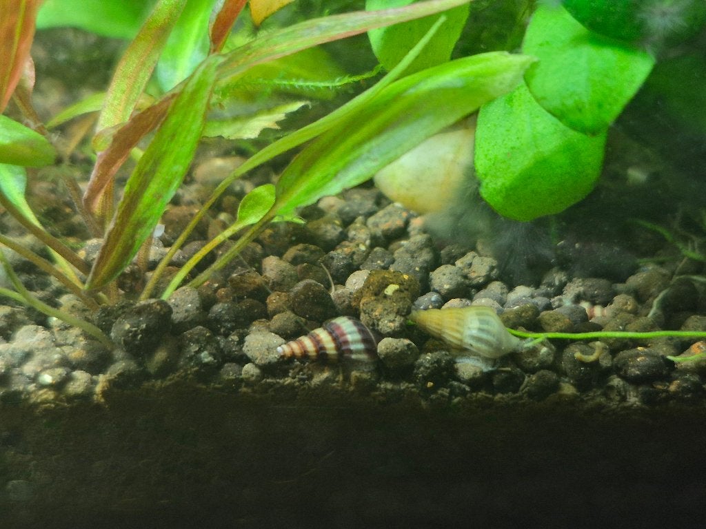 Elena aquariumslakken (slakkeneter)