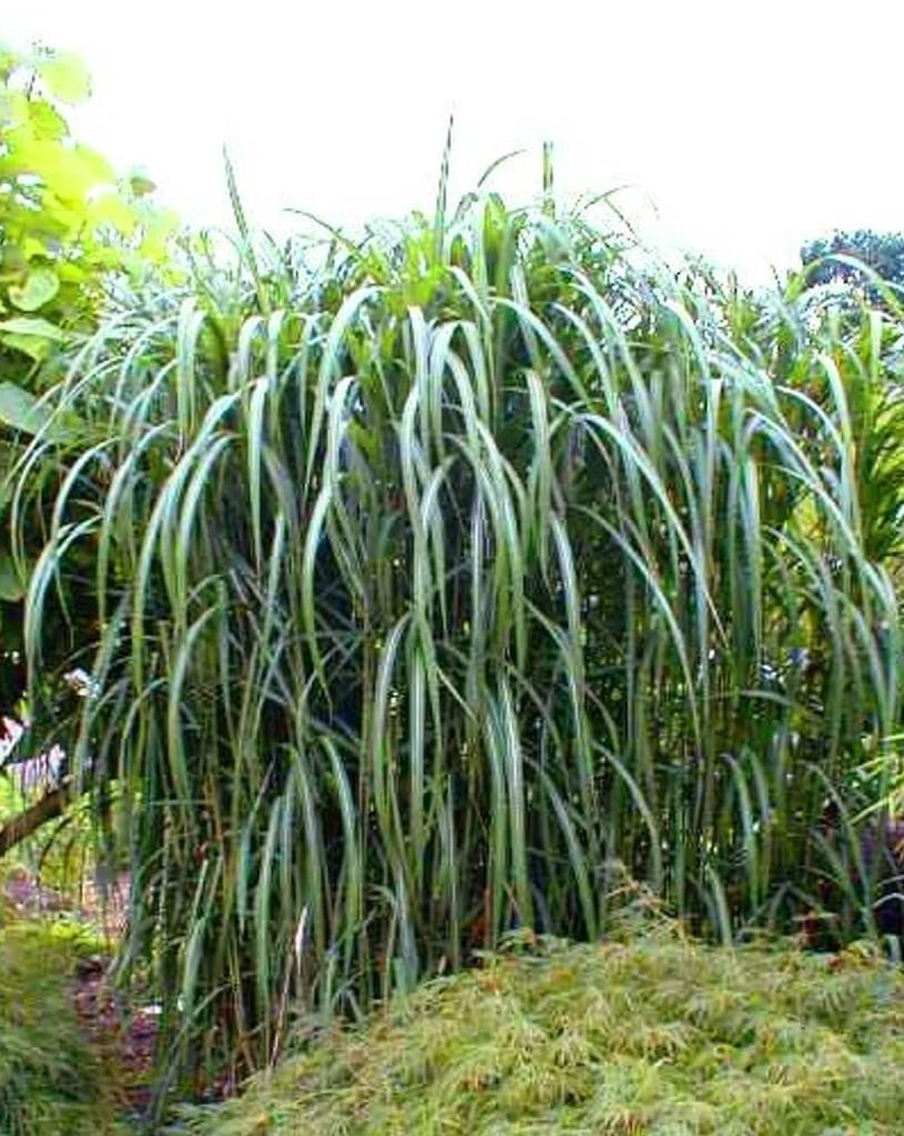 Prachtriet-Olifantengras, Tuin en Terras, Planten | Tuinplanten, Ophalen, Zomer, Vaste plant, Siergrassen