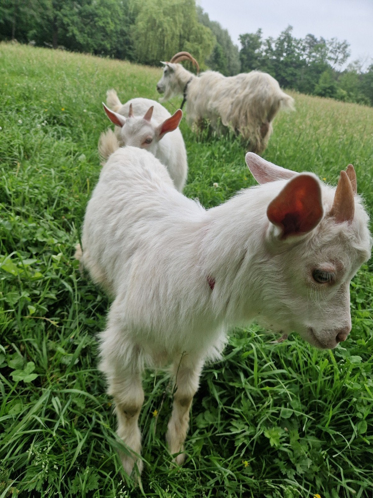 Deux chèvres  à reserver., Animaux & Accessoires, Moutons, Chèvres & Cochons, Mâle, Chèvre, 0 à 2 ans