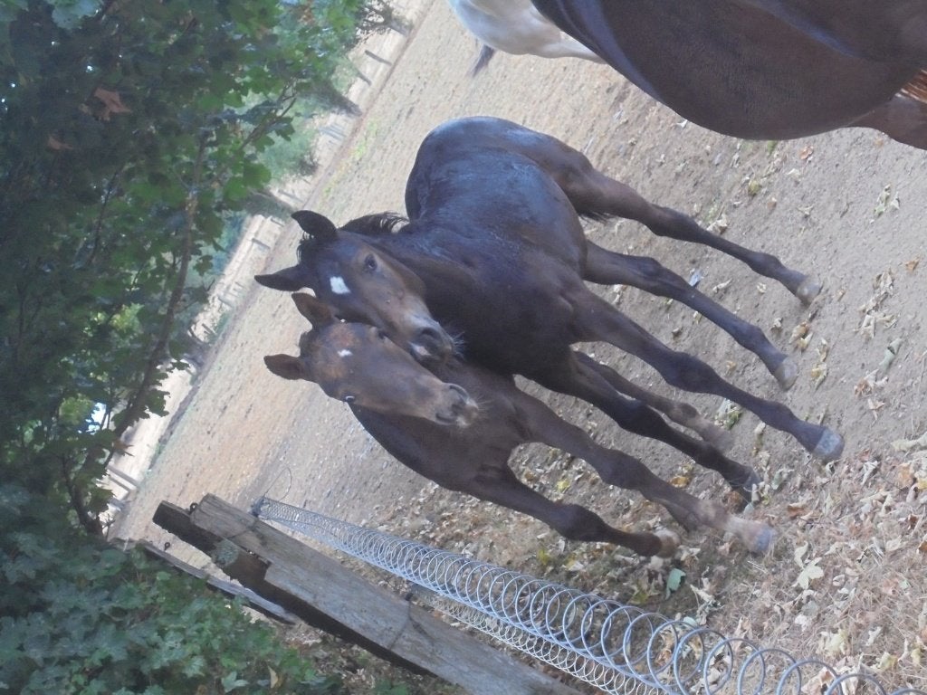 2 pouliches, Moins de 160 cm, Avec puce électronique, 0 à 2 ans, Non dressé
