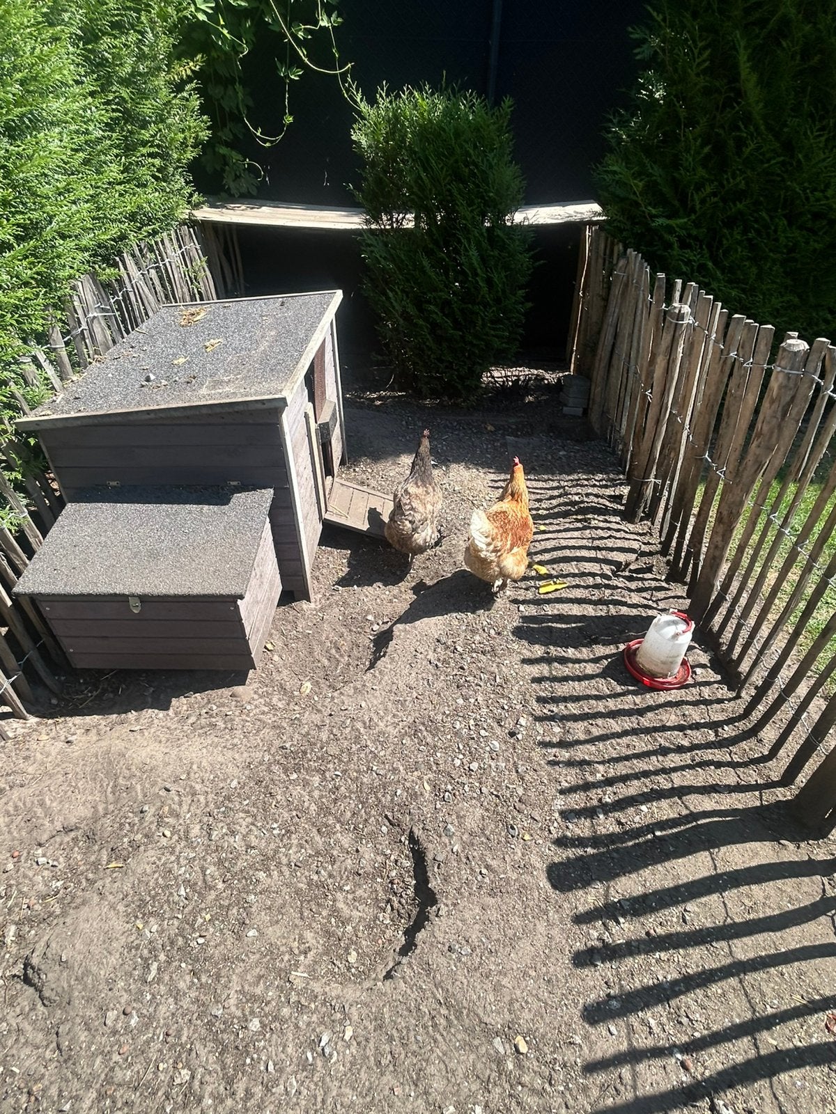Poulailler complet avec 2 jeunes poulets, Enlèvement, Utilisé, Poulailler