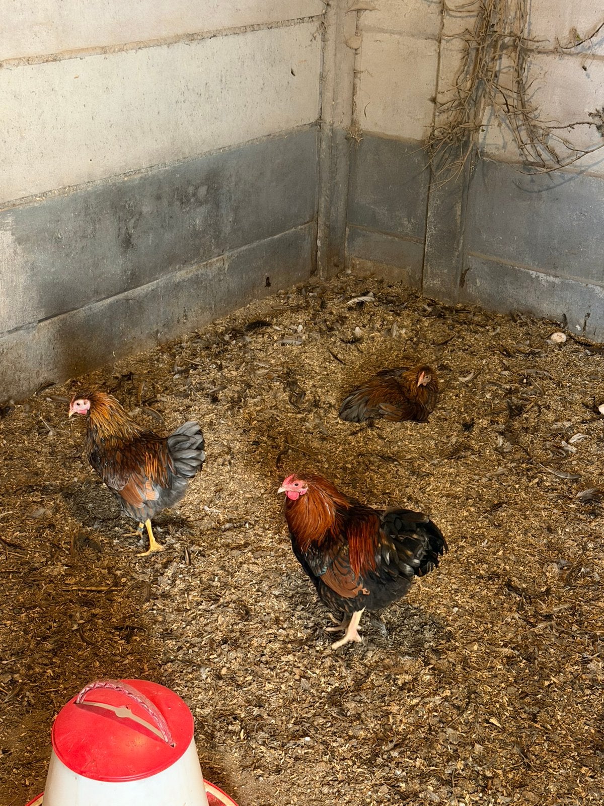 Gratis hanen, Dieren en Toebehoren