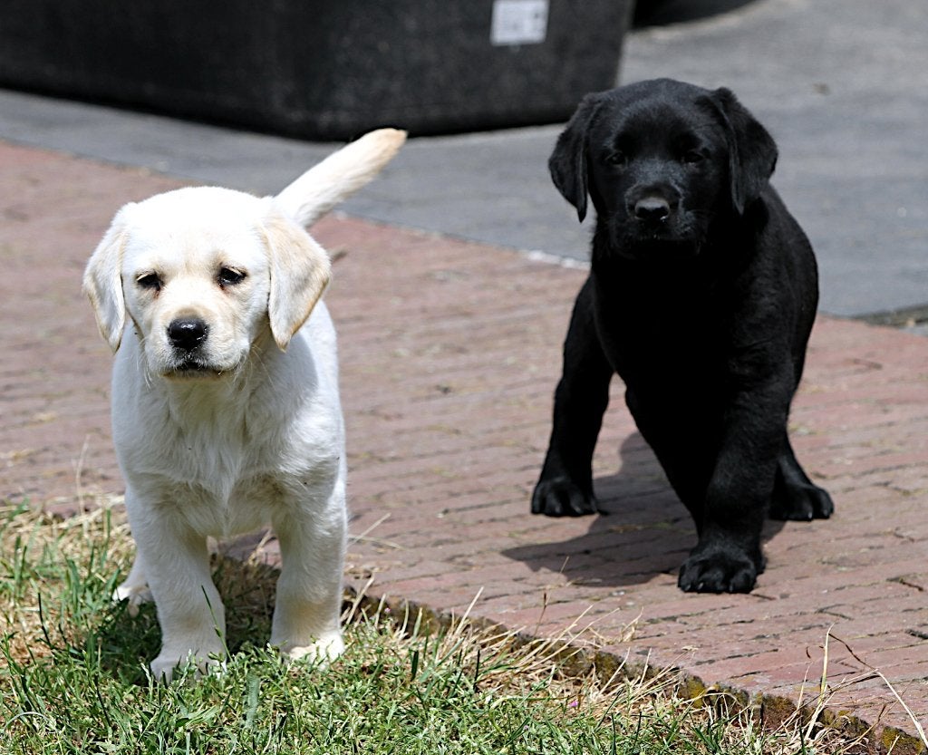 particulier mooie labrador pups, België, Particulier, 8 tot 15 weken, Labrador retriever