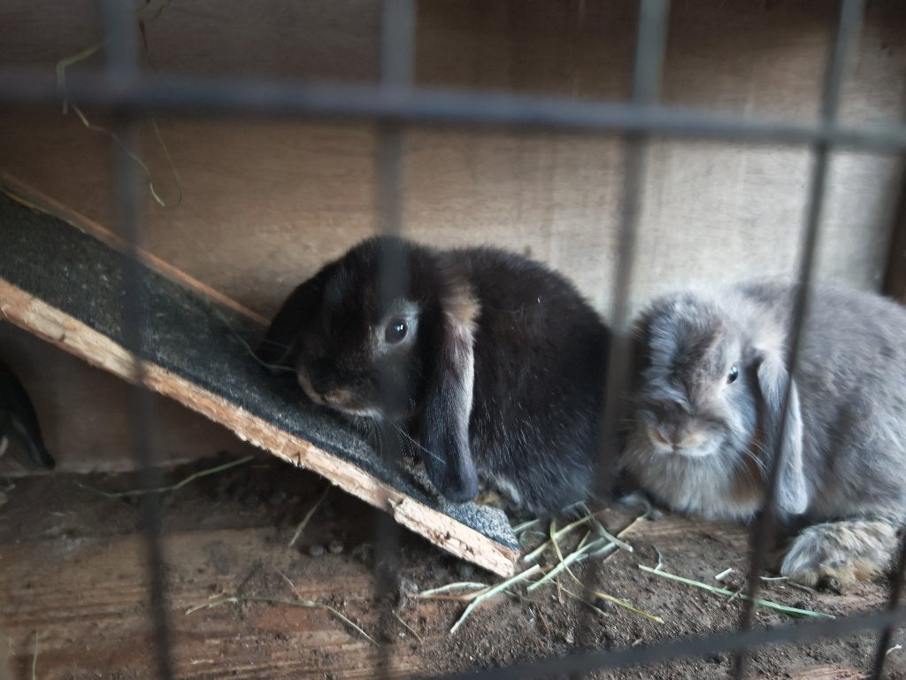 Nederlandse hangoortjes, Dieren en Toebehoren, Meerdere dieren, 0 tot 2 jaar