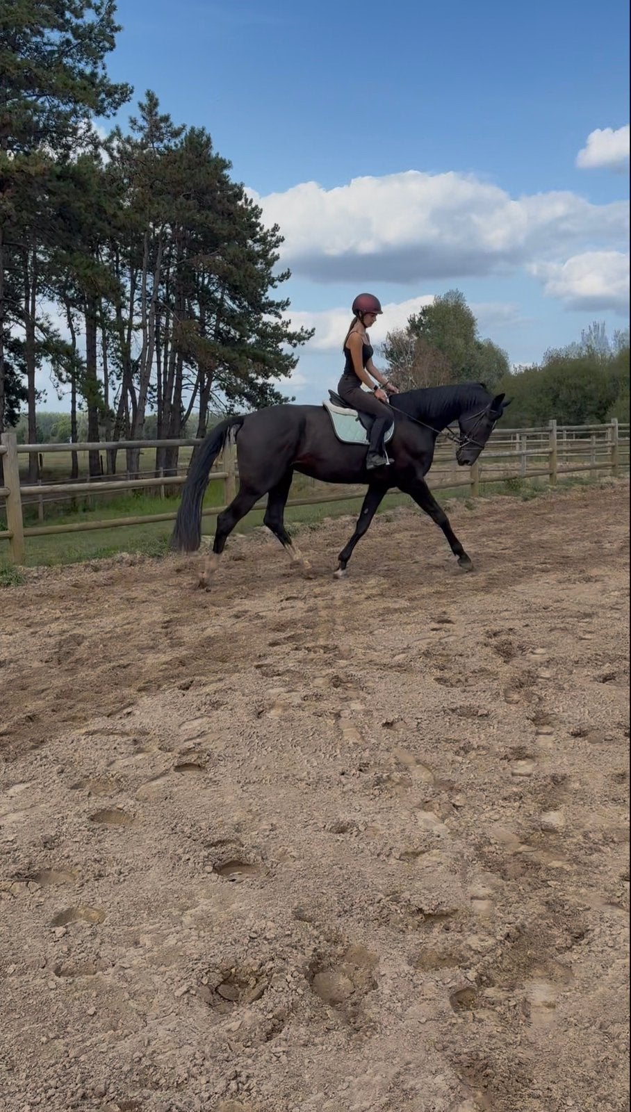Knappe dresuurruin, Cheval de dressage, 175 cm ou plus, Hongre, Débourré
