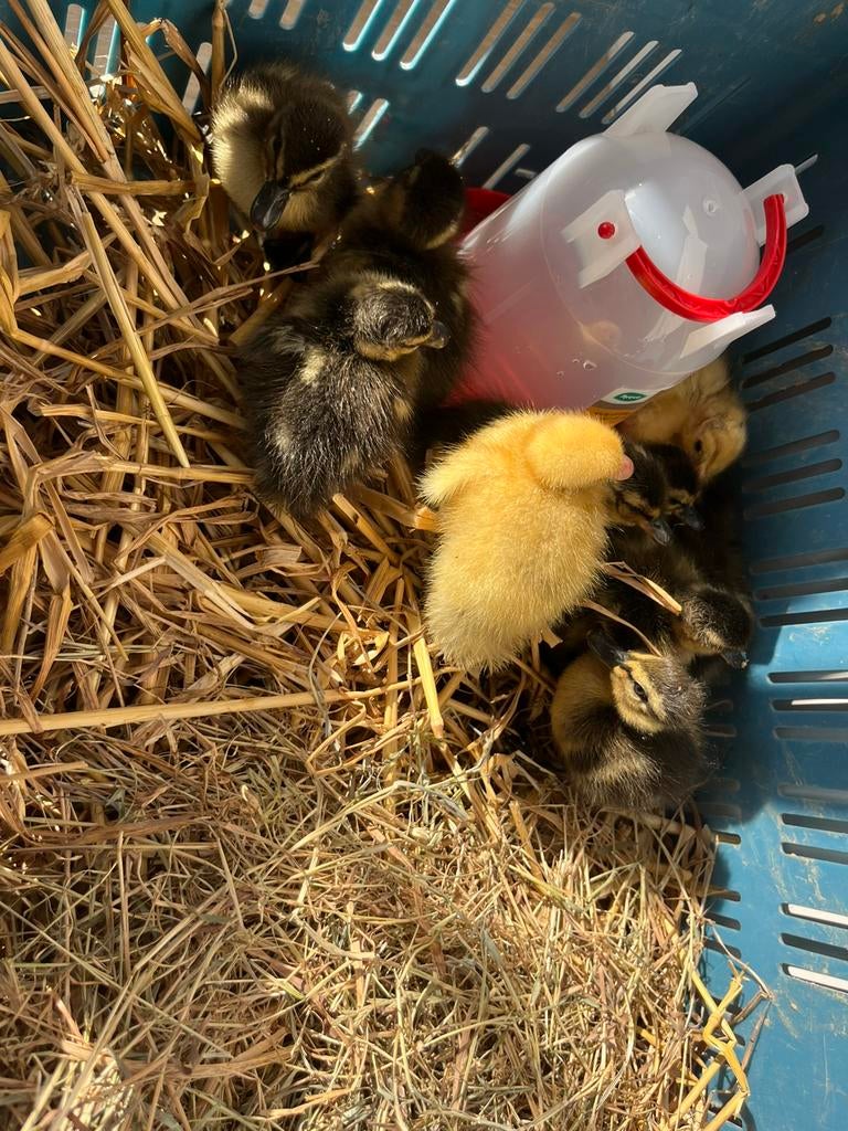 Kuikens wilde eenden