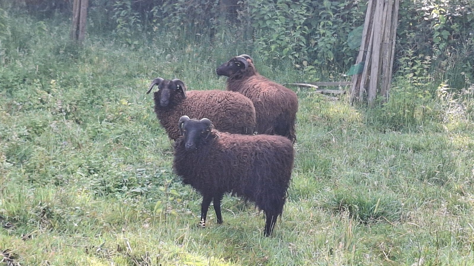 Ouessant schapen, Dieren en Toebehoren, Schapen, Geiten en Varkens