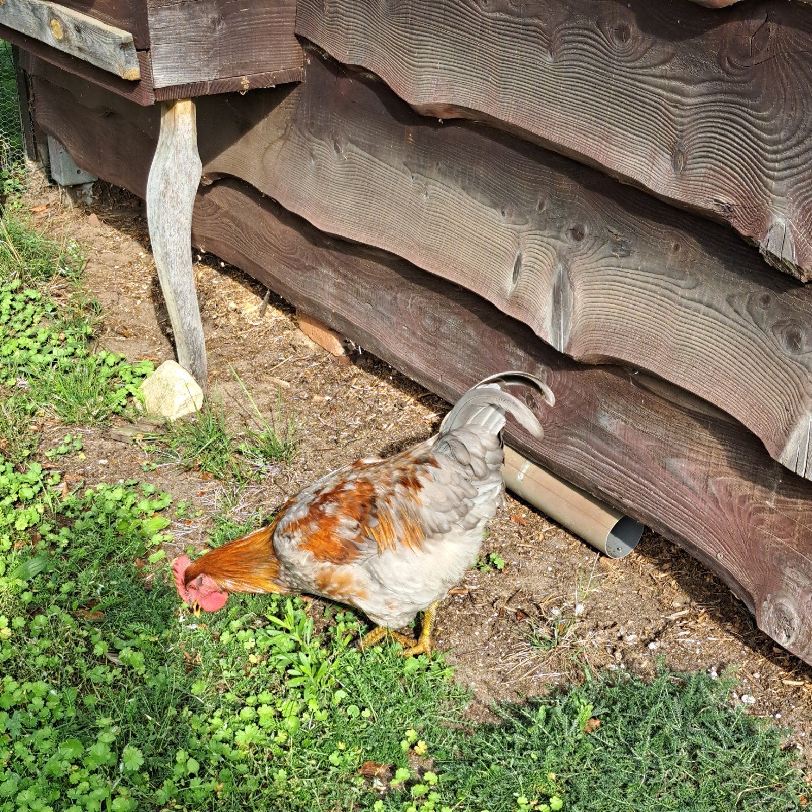 hanen te koop, Mâle, Poule ou poulet