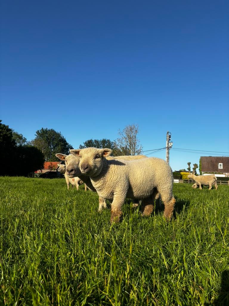 Babydoll, Dieren en Toebehoren, Ophalen of Verzenden