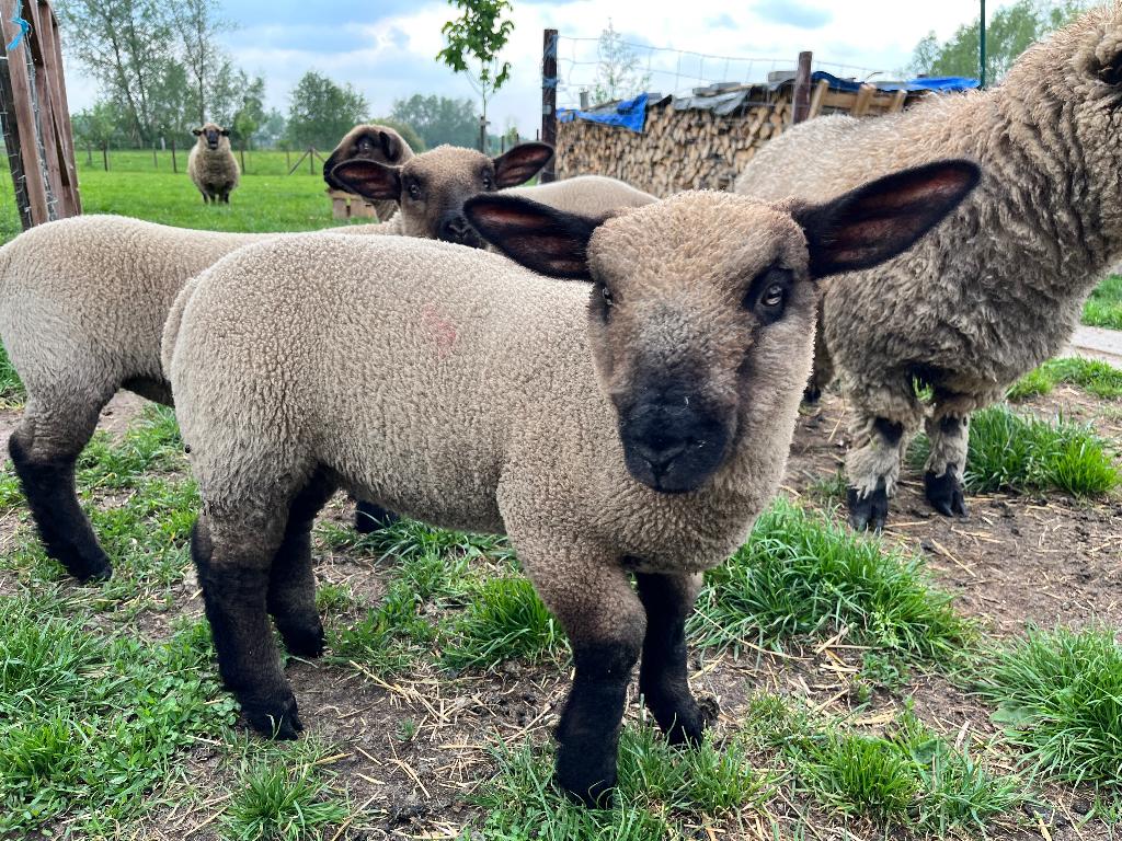 Hampshire down lam ooi, Animaux & Accessoires, Moutons, Chèvres & Cochons, Mouton, Femelle, 0 à 2 ans