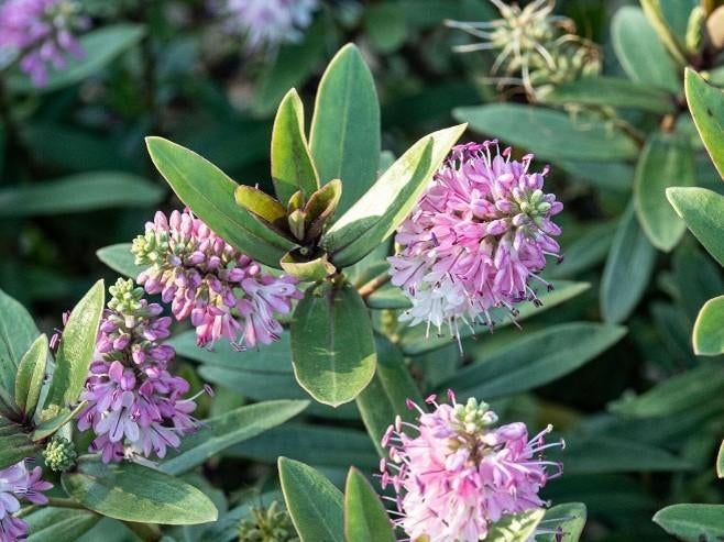 Hebe "Nicola's Blush" (struikveronica), Jardin & Terrasse, Plantes | Arbustes & Haies, Enlèvement, Autres espèces, Arbuste, Moins de 100 cm