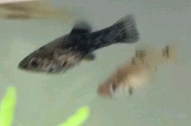 Jonge molly's te koop - eigen kweek, Dieren en Toebehoren, Vis, Zoetwatervis