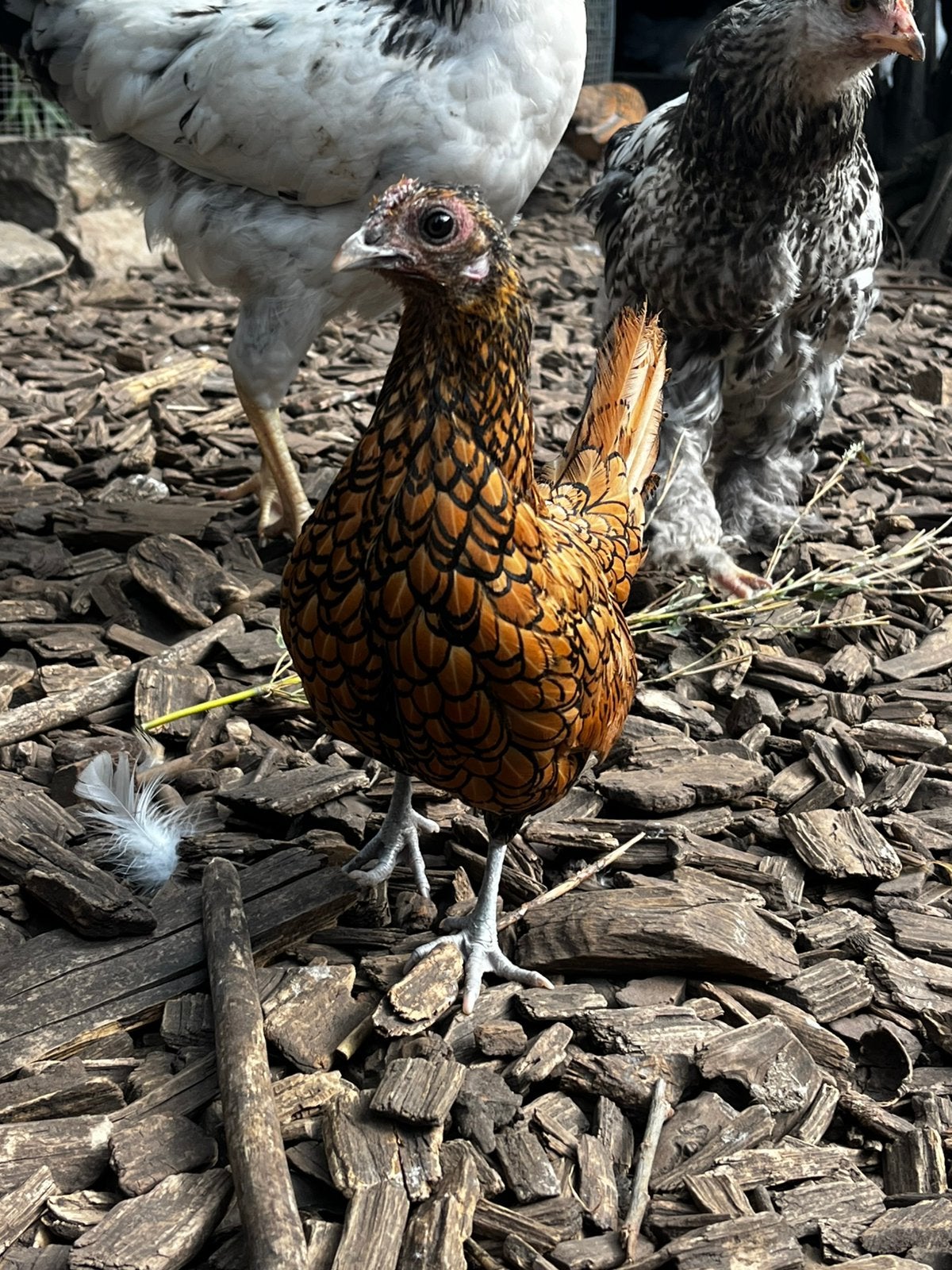 Sebright hennetje, Dieren en Toebehoren
