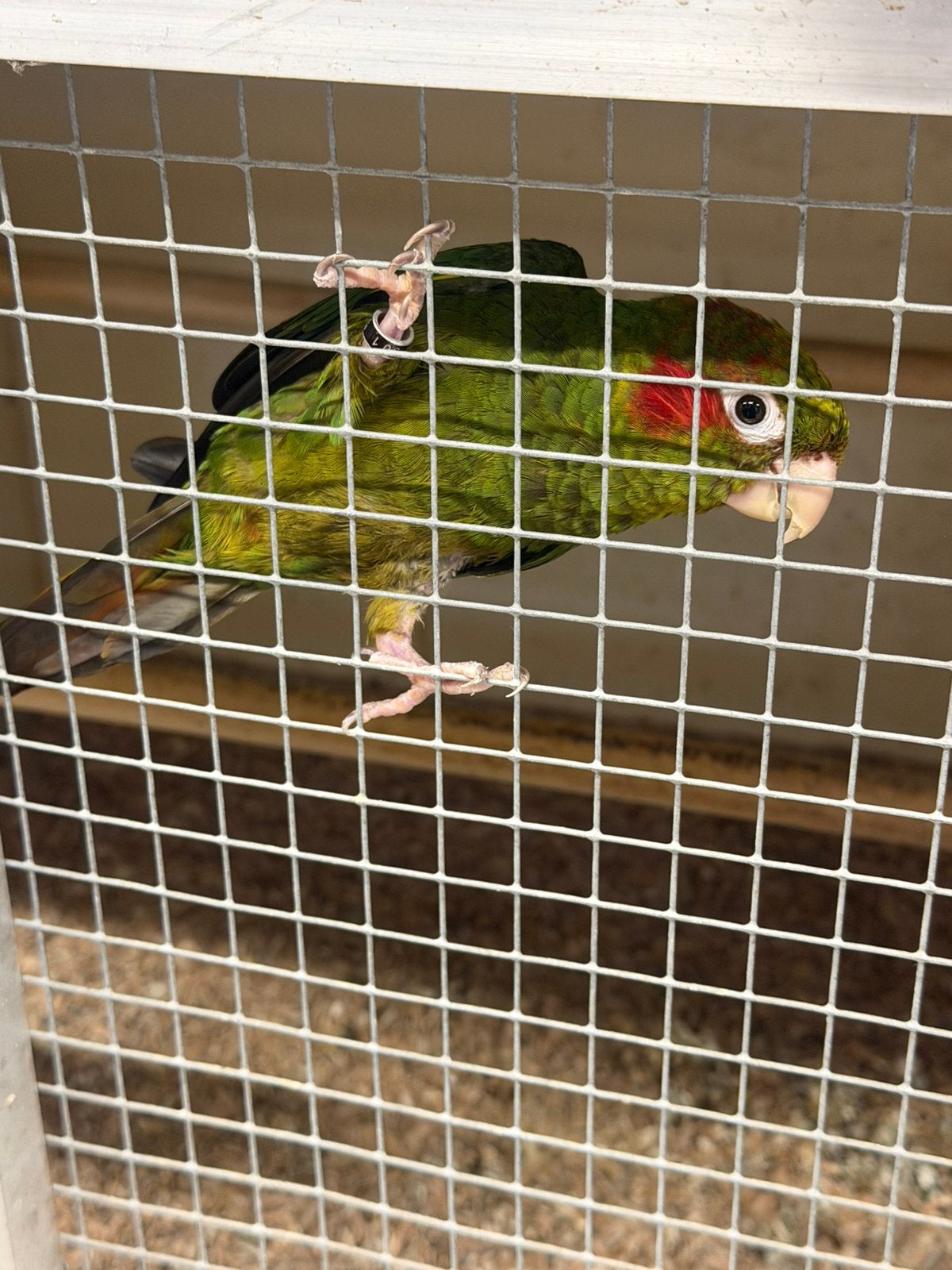 Pyrrhura hoffmani, Mannelijk, Parkiet, Geringd