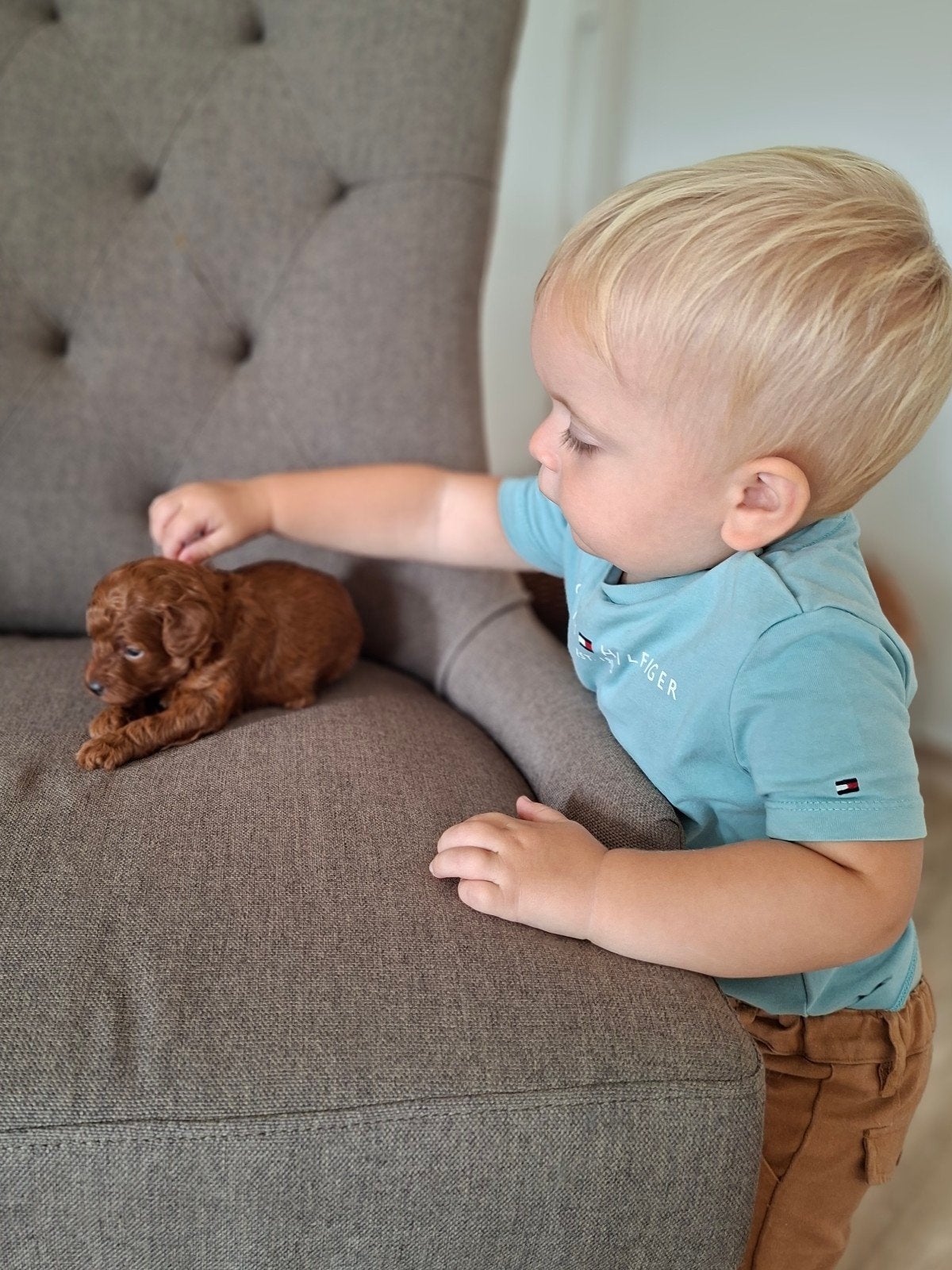 Prachtige rode Toy poedel pups., Dieren en Toebehoren, Honden | Chihuahua's en Gezelschapshonden, Poedel, België, Fokker | Hobbymatig