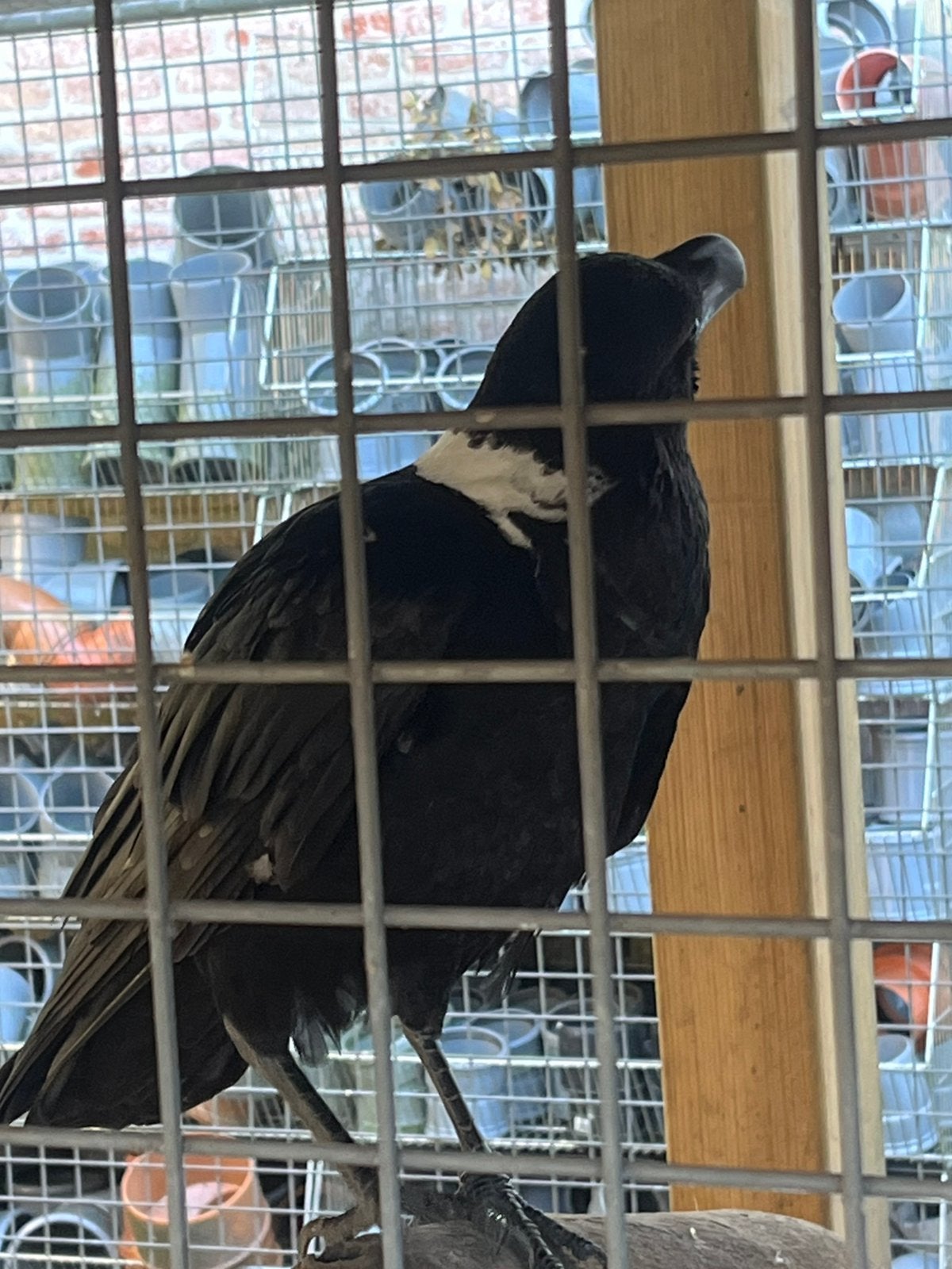Witnekraaf, Dieren en Toebehoren, Mannelijk, Tropenvogel, Tam