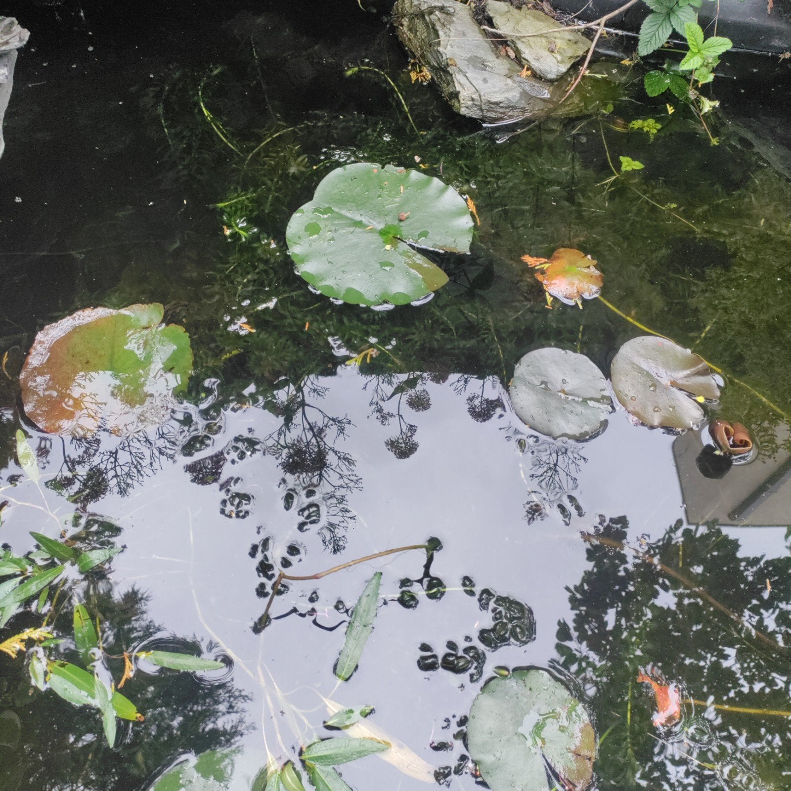 zuurstof planten vijver, Jardin & Terrasse, Étangs, Enlèvement ou Envoi