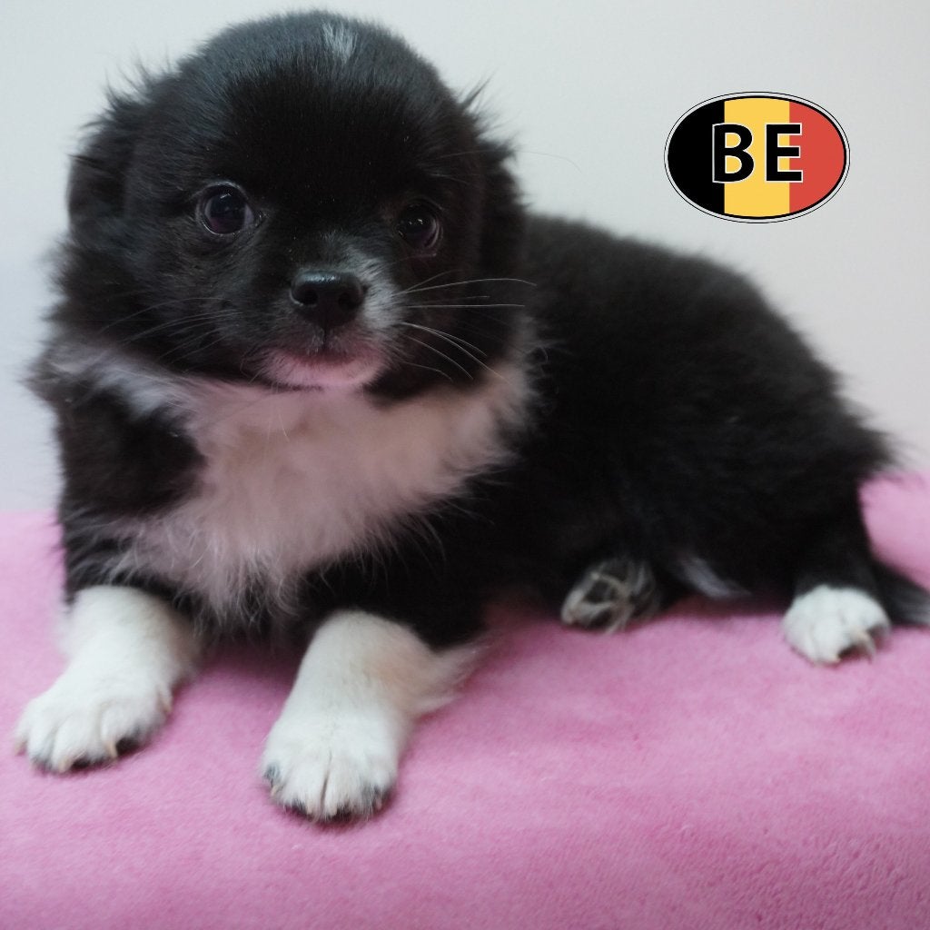 Chihuahua pup (type) Langharig teefje te koop (Belgisch), Dieren en Toebehoren, België, Handelaar, CDV (hondenziekte), 8 tot 15 weken
