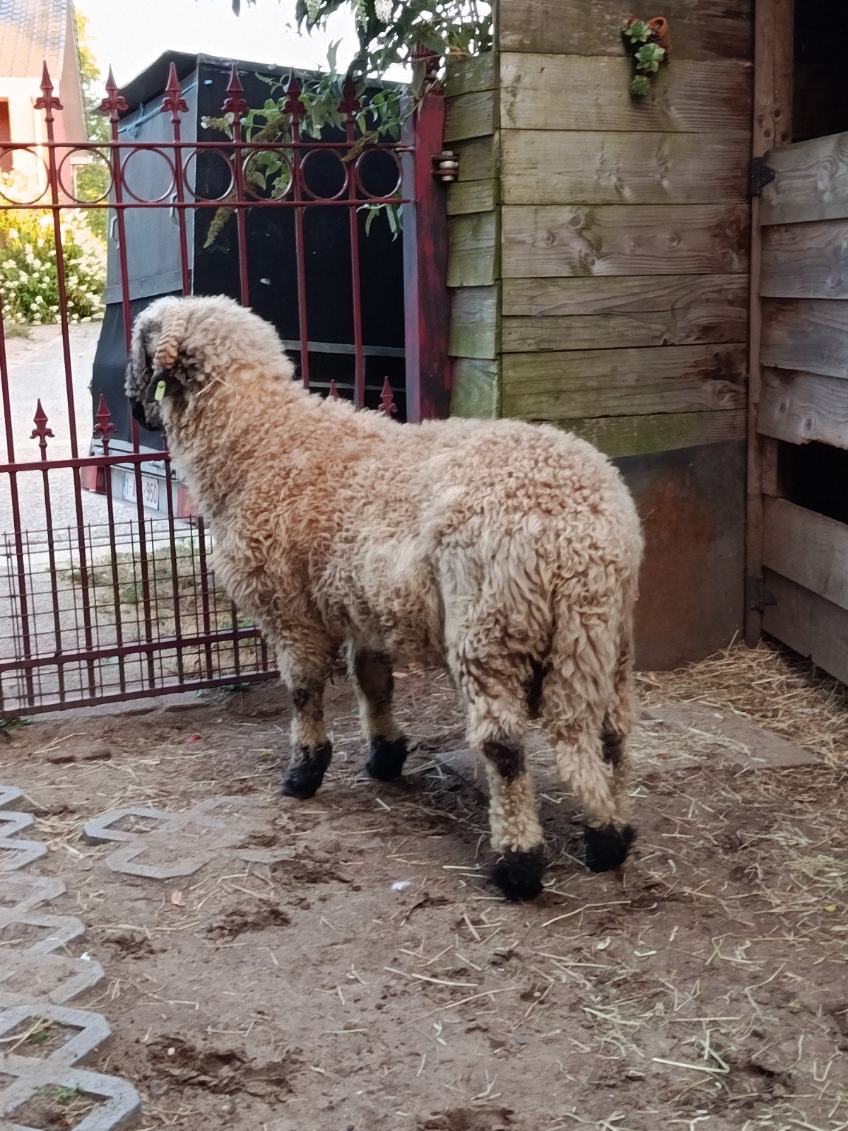 mooie , zware ram