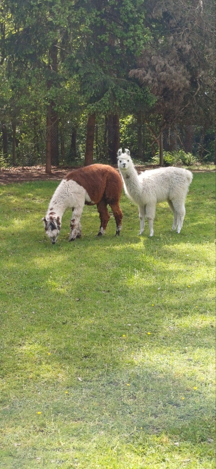 Alpaca hengst, Dieren en Toebehoren, Juli, Mannelijk