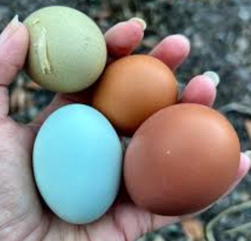 Poules pondeuses et poulets d'ornement - 0472-51.09.71 -A21h, Poule ou poulet