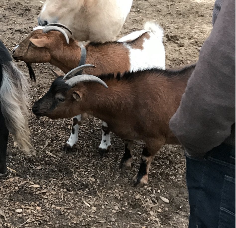 2 vrouwelijke geitjes, Dieren en Toebehoren, Vrouwelijk, Geit