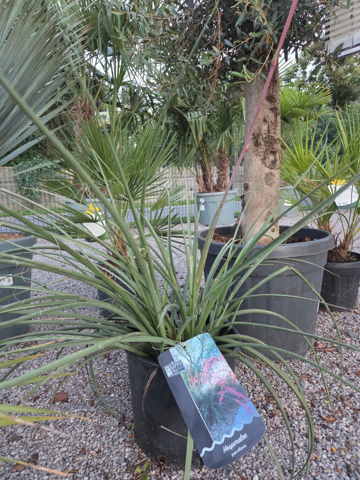 Rode Yucca, Enlèvement