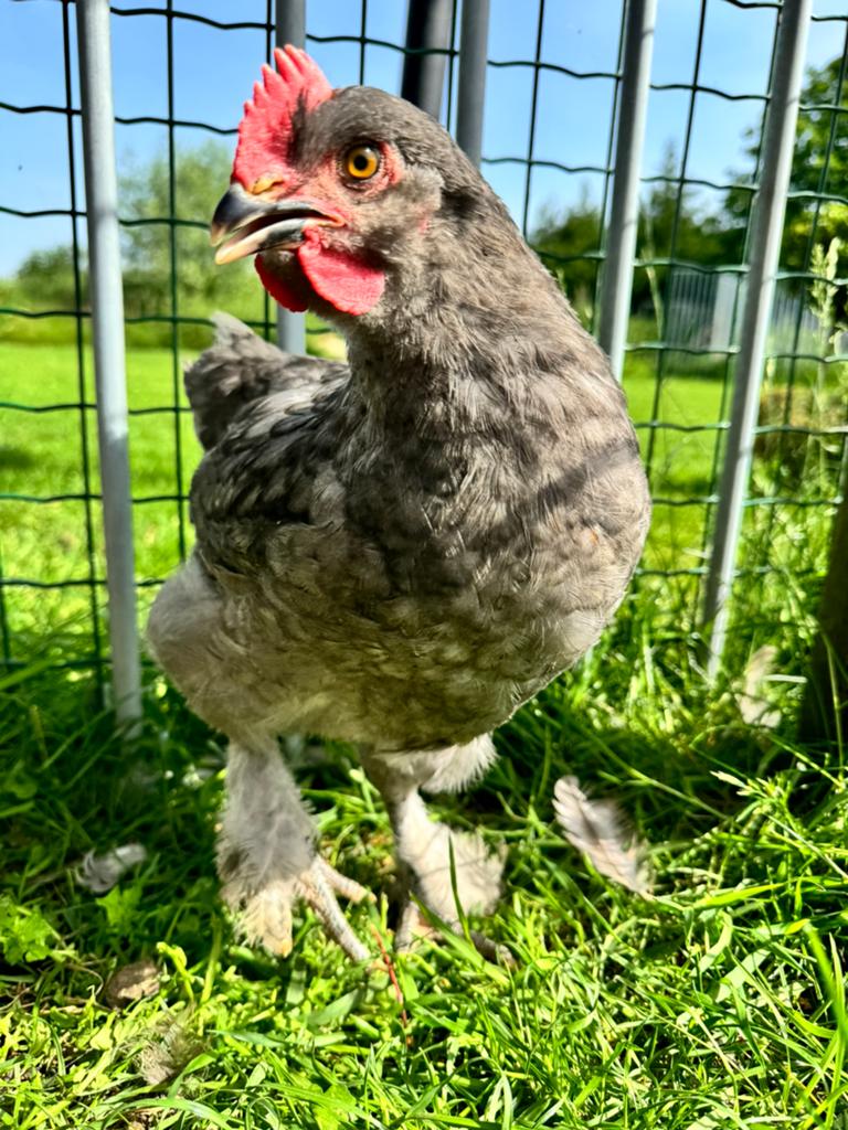 Blauwe Marans haan, Poule ou poulet